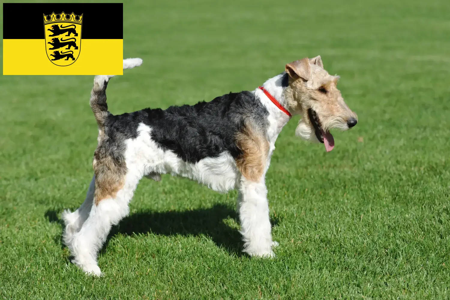 Fox Terrier yavru köpek ve yetiştiricileri Baden-Württemberg Burada Baden-Württemberg'deki Fox Terrier yetiştiricilerini bulabilirsiniz.