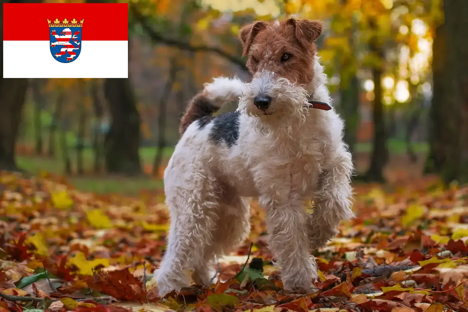 Fox Terrier Yavruları ve Yetiştiricileri Hessen Burada Hessen'deki Fox Terrier yetiştiricilerini bulabilirsiniz.