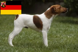 Read more about the article Rhineland-Palatinate’de Fox Terrier yetiştiricileri ve köpek yavruları