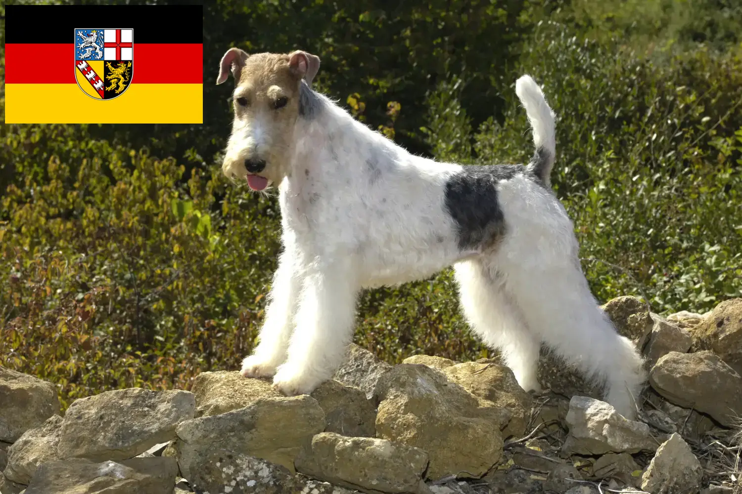Fox Terrier yavru köpek ve yetiştiricileri Saarland Burada Saarland'daki Fox Terrier yetiştiricilerini bulabilirsiniz.