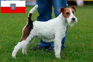 Read more about the article Thüringen’de Fox Terrier yetiştiricileri ve köpek yavruları