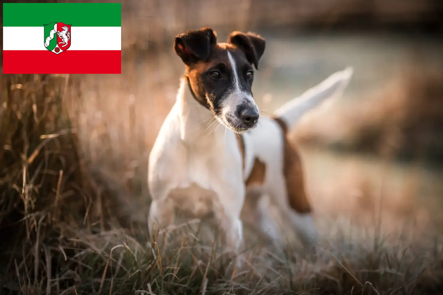 Fox Terrier yavru köpek ve yetiştiricileri Kuzey Ren-Vestfalya Burada Kuzey Ren-Vestfalya'daki Fox Terrier yetiştiricilerini bulabilirsiniz.