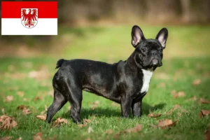 Read more about the article Brandenburg’da Fransız Bulldogu yetiştiricileri ve köpek yavruları