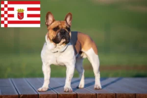 Read more about the article Bremen’de Fransız Bulldogu yetiştiricileri ve köpek yavruları