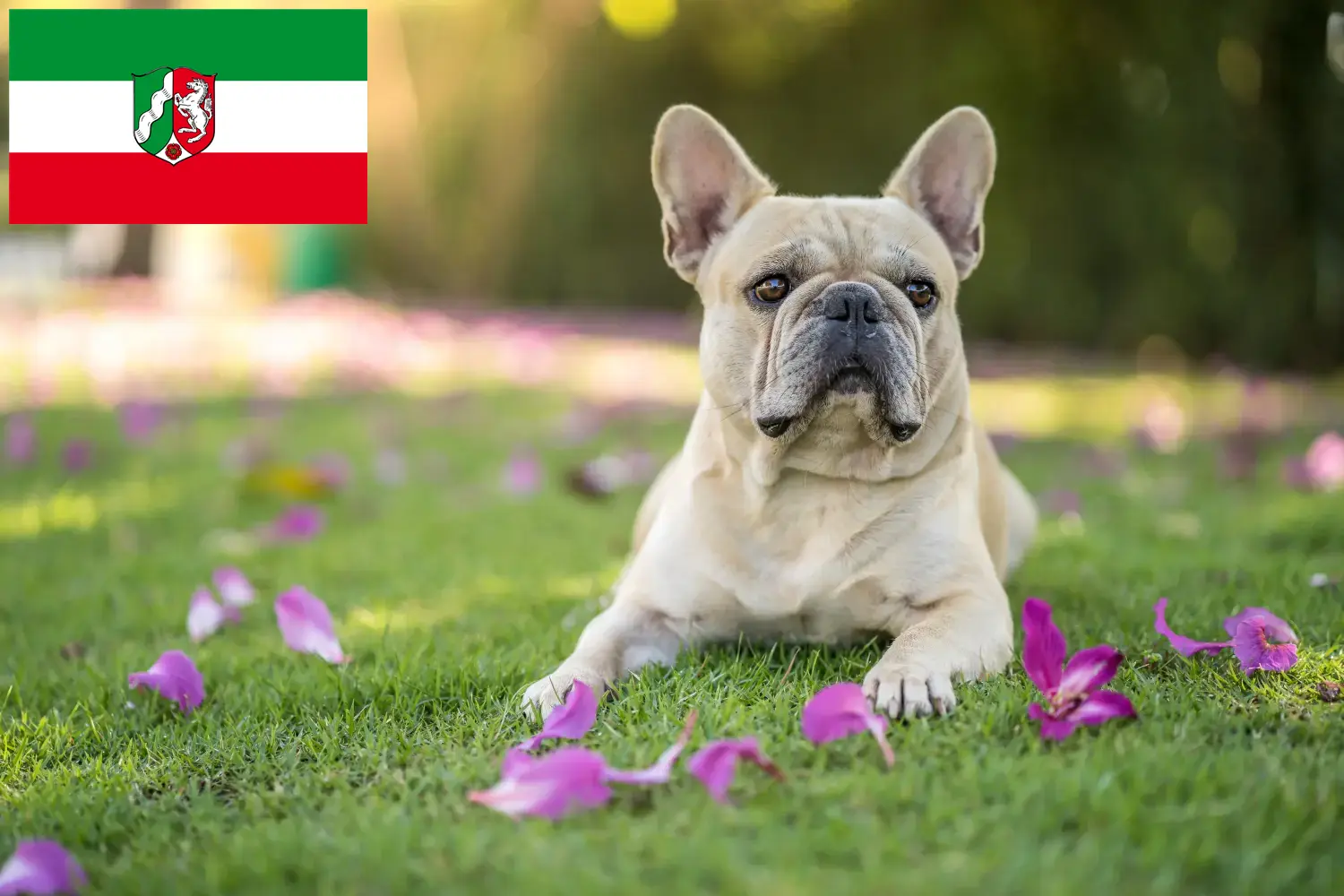 Fransız Bulldog yavruları ve yetiştiricileri Kuzey Ren-Vestfalya Burada Kuzey Ren-Vestfalya'daki Fransız Bulldog yetiştiricilerini bulabilirsiniz.