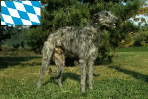 Read more about the article Bavyera’daki Geyik tazısı yetiştiricileri ve köpek yavruları