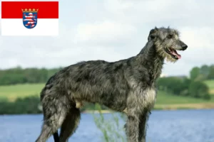 Read more about the article Hessen’deki Geyik tazısı yetiştiricileri ve köpek yavruları
