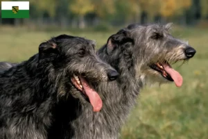 Read more about the article Saksonya’daki Geyik tazısı yetiştiricileri ve köpek yavruları