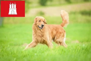 Read more about the article Hamburg’da Golden Retriever yetiştiricileri ve köpek yavruları
