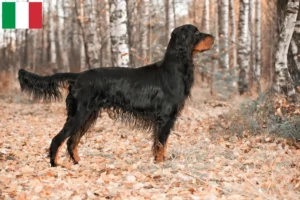 Read more about the article İtalya’da Gordon Setter yetiştiricileri ve köpek yavruları