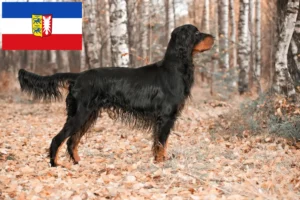 Read more about the article Schleswig-Holstein’da Gordon Setter yetiştiricileri ve köpek yavruları