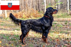 Read more about the article Thüringen’de Gordon Setter yetiştiricileri ve köpek yavruları