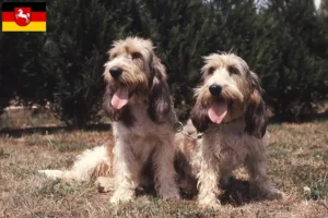 Read more about the article Aşağı Saksonya’da Grand Basset Griffon Vendéen yetiştiricileri ve köpek yavruları