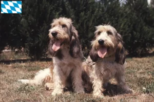 Read more about the article Bavyera’da Grand Basset Griffon Vendéen yetiştiricileri ve köpek yavruları