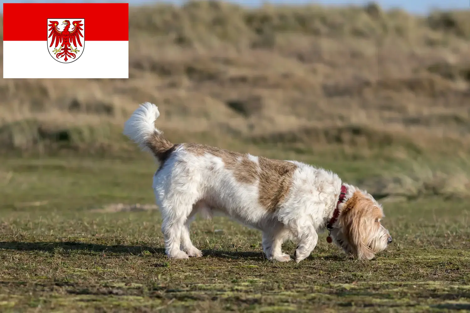 Read more about the article Brandenburg’da Grand Basset Griffon Vendéen yetiştiricileri ve köpek yavruları