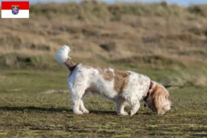 Read more about the article Hessen’de Grand Basset Griffon Vendéen yetiştiricileri ve köpek yavruları
