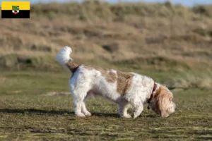 Read more about the article Saxony-Anhalt’da Grand Basset Griffon Vendéen yetiştiricileri ve köpek yavruları