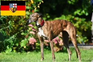 Read more about the article Saarland’da tazı yetiştiricileri ve köpek yavruları
