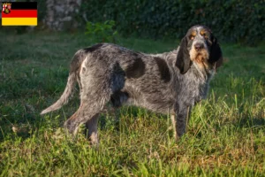 Read more about the article Rheinland-Pfalz’da Griffon Bleu de Gascogne yetiştiricileri ve köpek yavruları