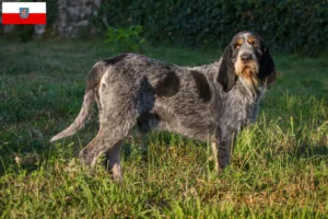 Read more about the article Thüringen’de Griffon Bleu de Gascogne yetiştiricileri ve köpek yavruları