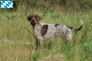 Read more about the article Griffon d’arrêt à poil dur Bavyera’da yetiştirici ve yavru köpekler