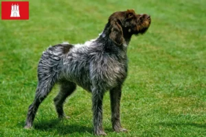 Read more about the article Griffon d’arrêt à poil dur Hamburg’da damızlık ve yavru köpekler