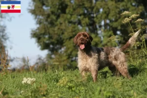Read more about the article Mecklenburg-Vorpommern’de Griffon d’arrêt à poil dur Yetiştirici ve yavru köpekler