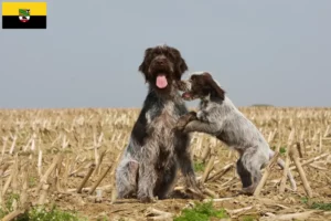 Read more about the article Griffon d’arrêt à poil dur Saksonya-Anhalt’da damızlık ve yavru köpekler