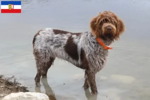Read more about the article Griffon d’arrêt à poil dur Schleswig-Holstein’da damızlık ve yavru köpekler