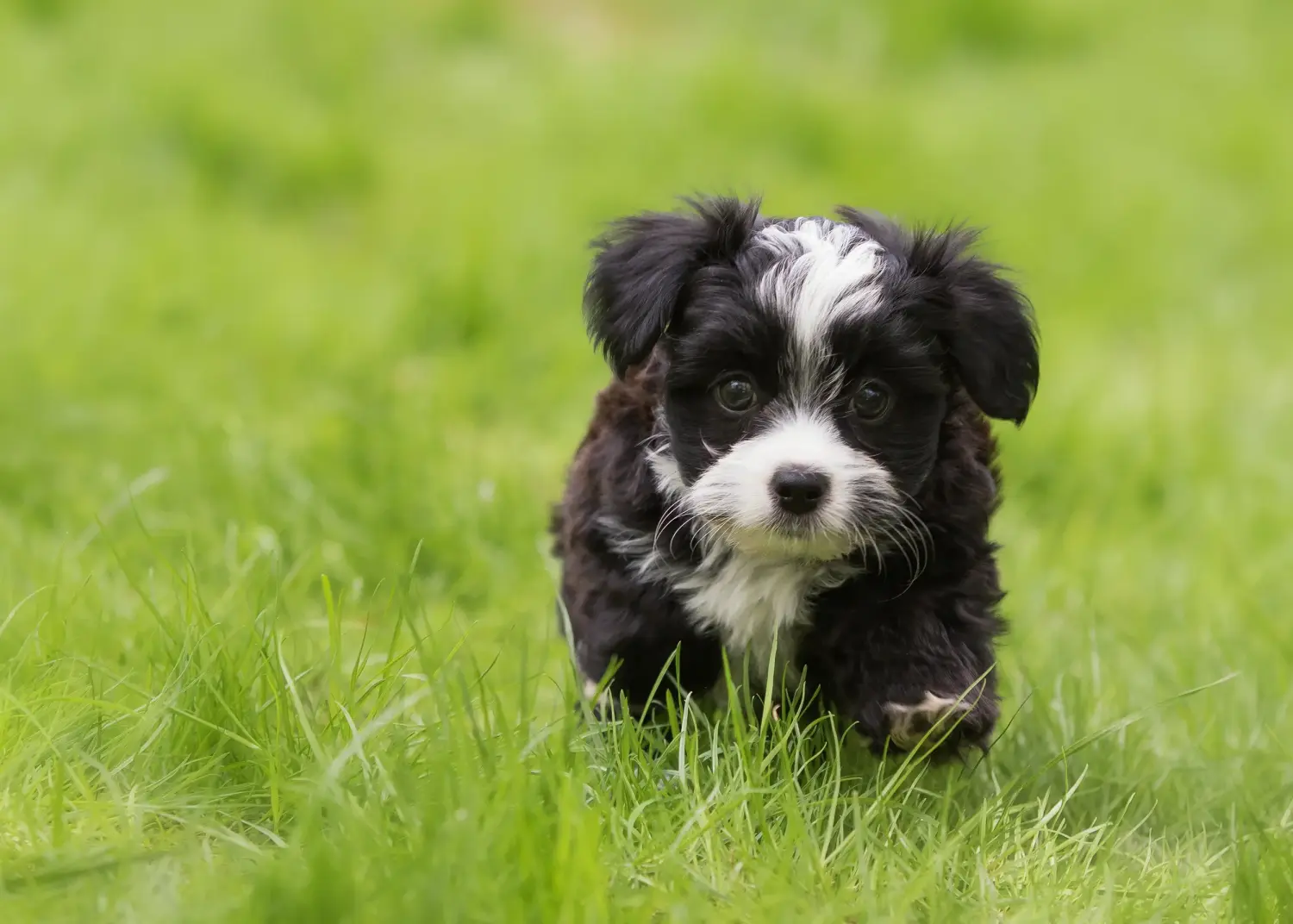 Bir Havanese yavrusu satın almak sorumluluk almak demektir! Havanese yavru köpekleri satın alın.