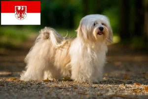 Read more about the article Brandenburg’da Havanese yetiştiricileri ve köpek yavruları