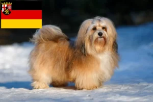 Read more about the article Rheinland-Pfalz’da Havanese yetiştiricileri ve köpek yavruları