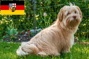 Read more about the article Saarland’da Havanese yetiştiricileri ve köpek yavruları