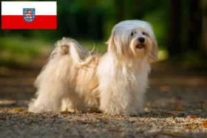Read more about the article Thüringen’deki Havanese yetiştiricileri ve köpek yavruları