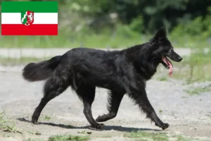 Read more about the article Kuzey Ren-Vestfalya’da Hollandse Herdershond yetiştiricileri ve köpek yavruları