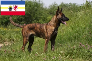 Read more about the article Mecklenburg-Vorpommern’de Hollandse Herdershond yetiştiricileri ve köpek yavruları