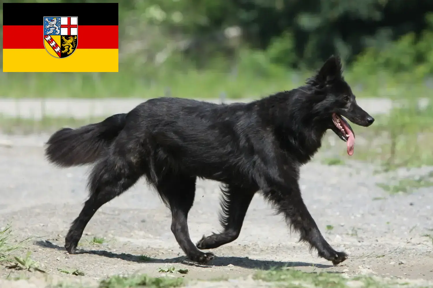 Read more about the article Saarland’da Hollandse Herdershond yetiştiricileri ve köpek yavruları