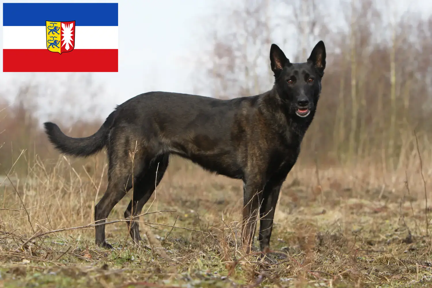 Hollandse Herdershond yavru köpek ve yetiştiricileri Schleswig-Holstein Burada Schleswig-Holstein'daki Hollandse Herdershonden yetiştiricilerini bulabilirsiniz.