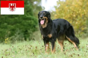 Read more about the article Brandenburg’da Hovawart yetiştiricileri ve köpek yavruları