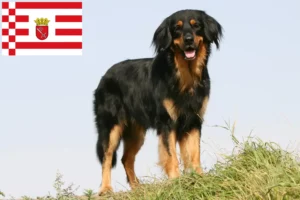 Read more about the article Bremen’de Hovawart yetiştiricisi ve köpek yavruları