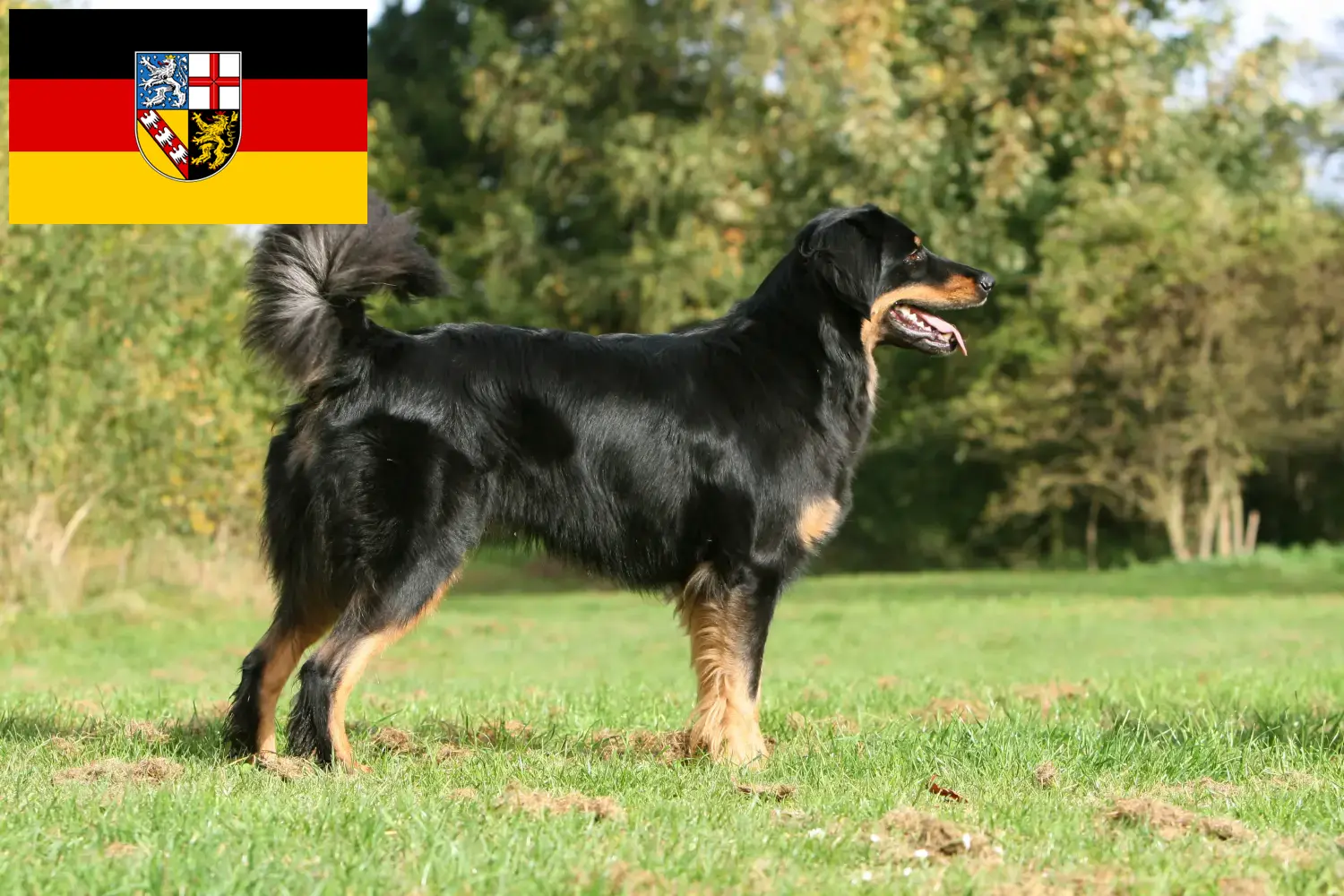 Read more about the article Saarland’da Hovawart yetiştiricileri ve köpek yavruları