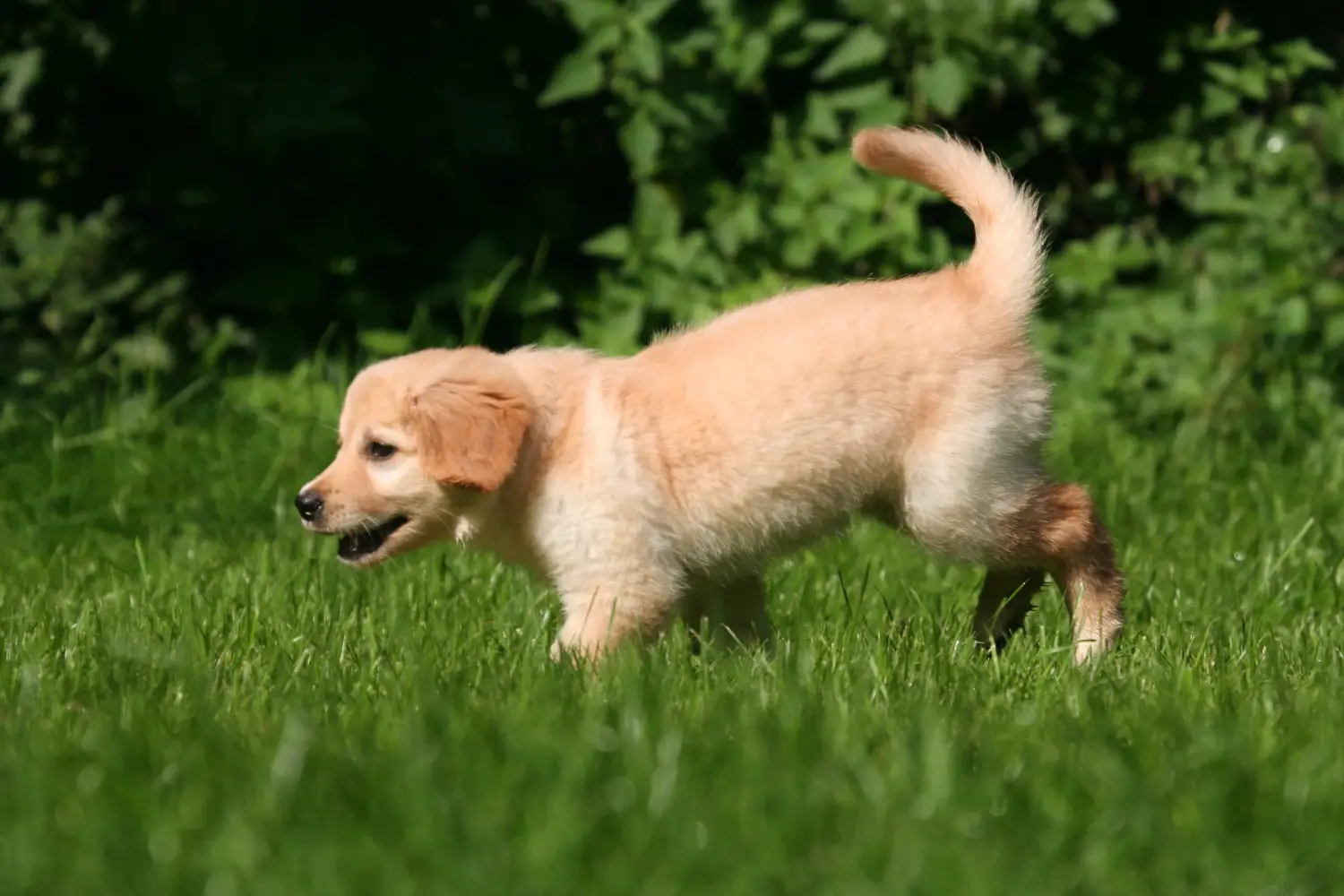 Bir Hovawart yavrusu satın almak sorumluluk almak demektir! Hovawart yavru köpekleri satın alın.