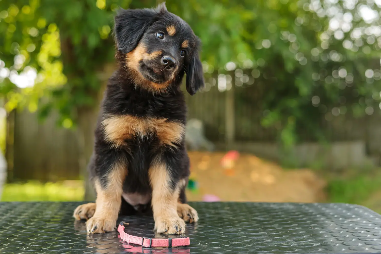 Bir Hovawart yavrusu satın almak sorumluluk almak demektir! Hovawart yavru köpekleri satın alın.