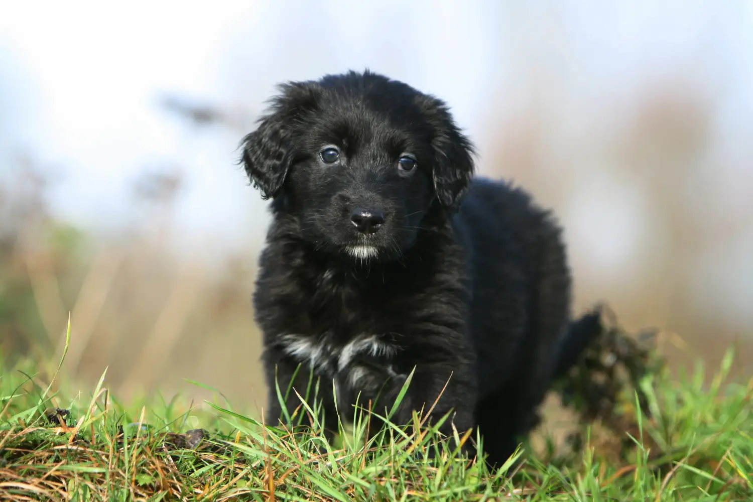Bir Hovawart yavrusu satın almak sorumluluk almak demektir! Hovawart yavru köpekleri satın alın.