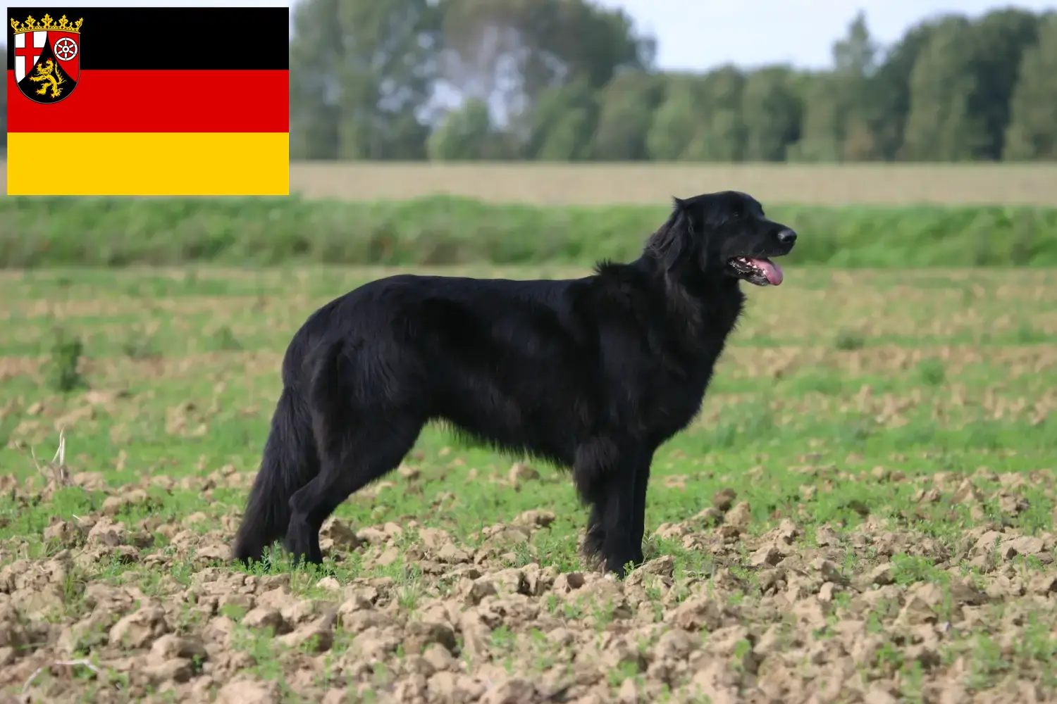 Read more about the article Rheinland-Pfalz’da Hovawart yetiştiricileri ve köpek yavruları