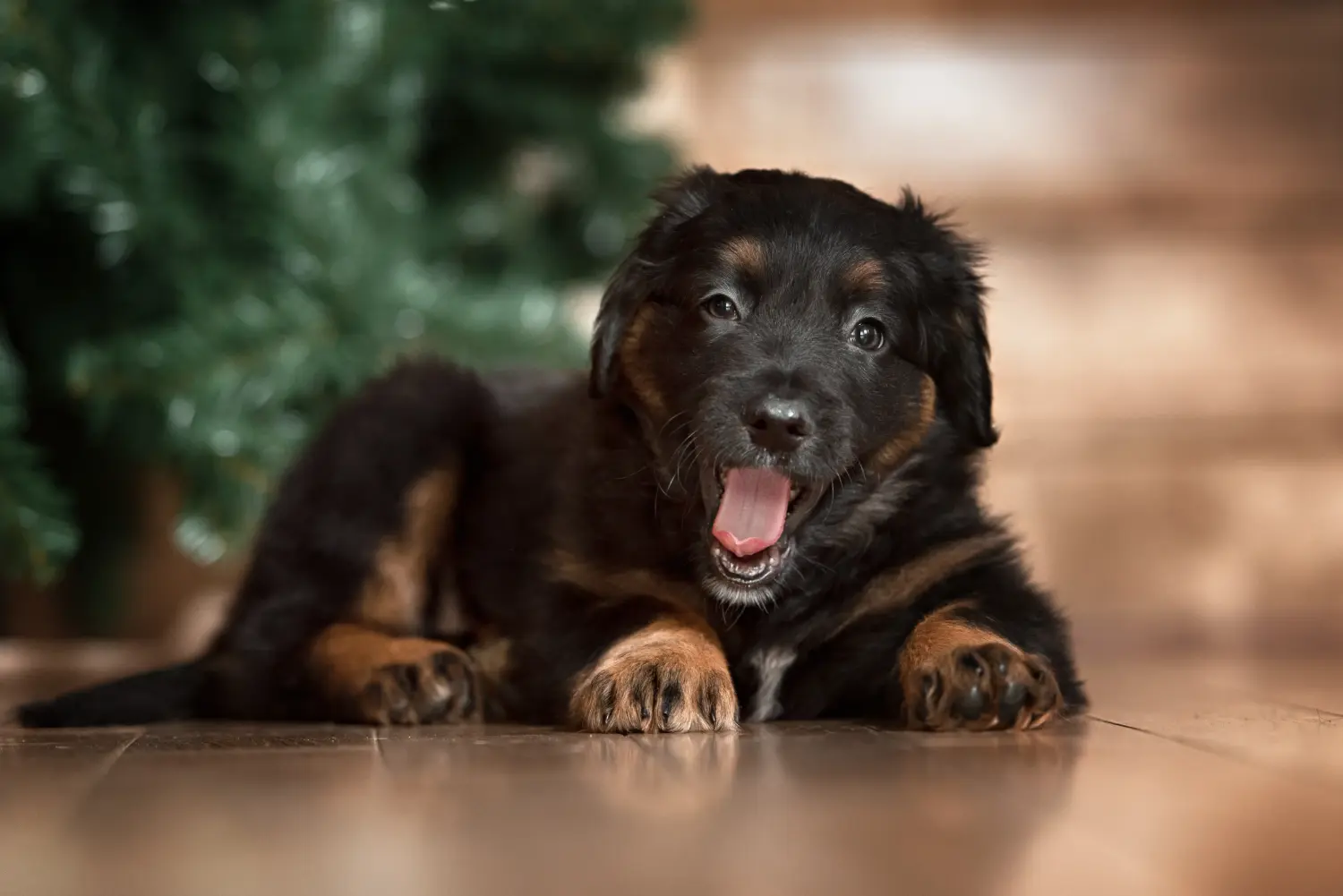 Bir Hovawart yavrusu satın almak sorumluluk almak demektir! Hovawart yavru köpekleri satın alın.