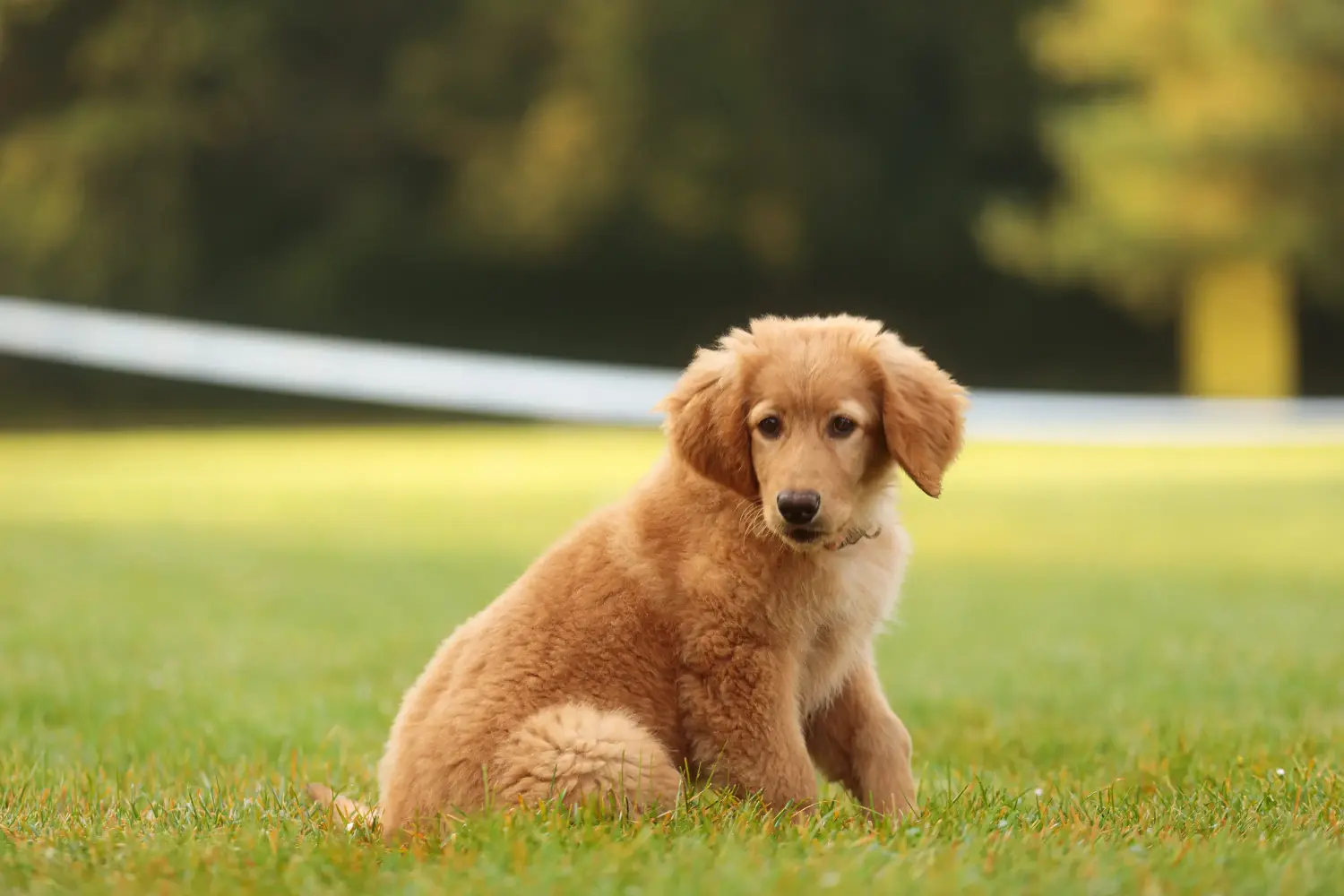Bir Hovawart yavrusu satın almak sorumluluk almak demektir! Hovawart yavru köpekleri satın alın.