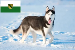 Read more about the article Saksonya’daki Husky yetiştiricileri ve köpek yavruları
