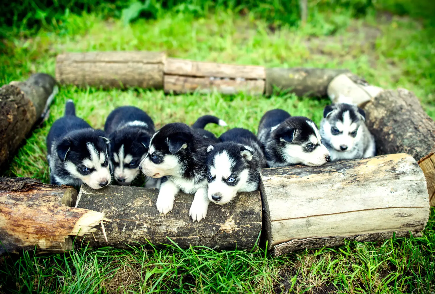 Husky yavrusu satın almak sorumluluk almak demektir! Husky yavruları satın alın.