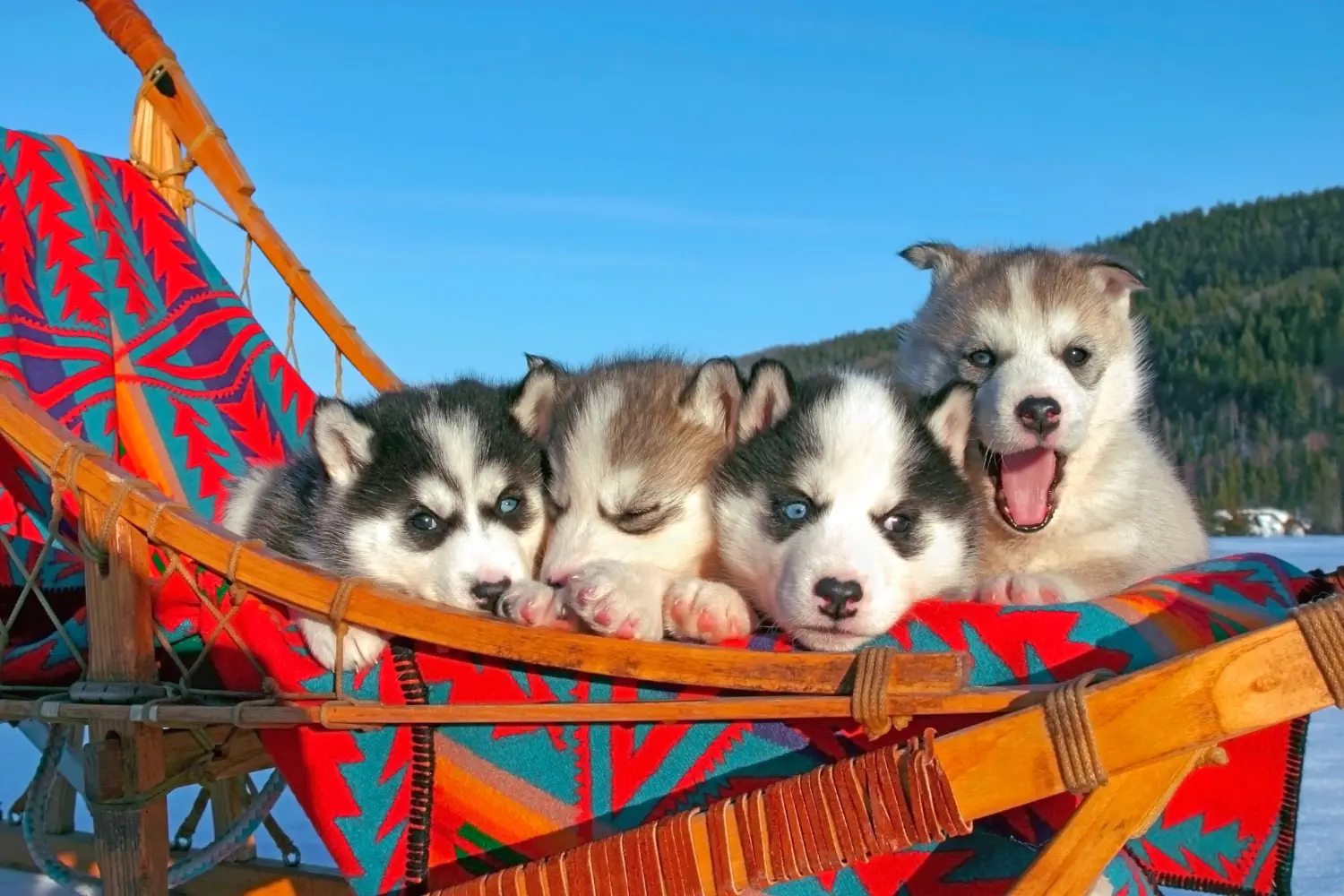 Husky yavrusu satın almak sorumluluk almak demektir! Husky yavruları satın alın.